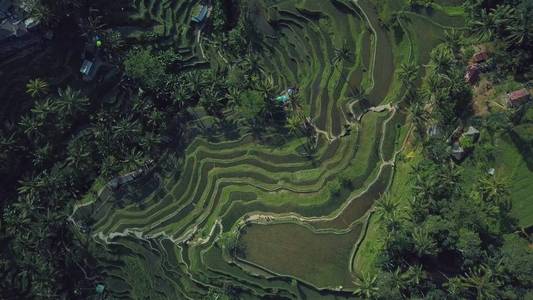 巴厘岛绿色水稻梯田