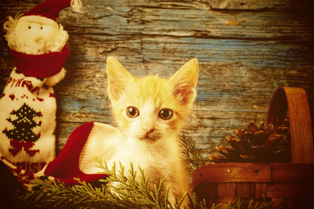 小猫圣诞贺卡图片