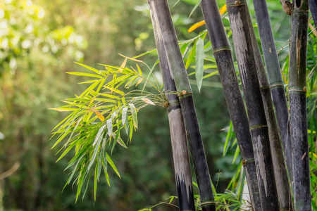 丛生黑竹是罕见的物种. 大自然的绿竹背景照片