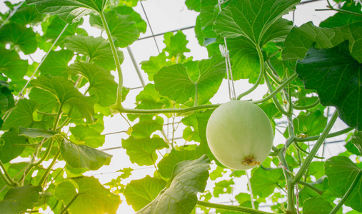生长在温室里的青瓜或哈密瓜