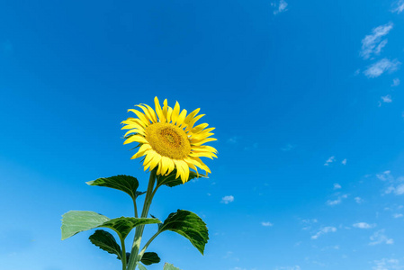 在土耳其伊斯坦布尔的蓝天背景下绽放一朵向日葵照片