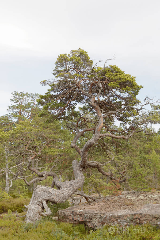 松树森林与非常老粗糙的树在aland自治