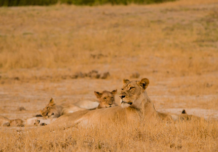 南非津巴布韦萨凡纳的狮子