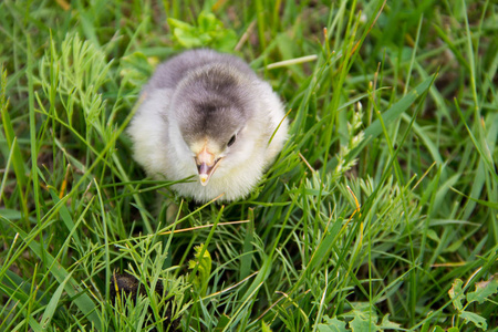 美丽的小小鸡，在绿色的草地