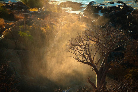 在纳米比亚背景上有大山瀑布的鲍巴树。