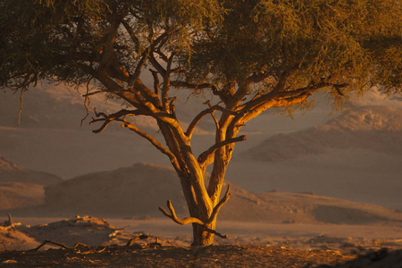 纳米沙漠与树