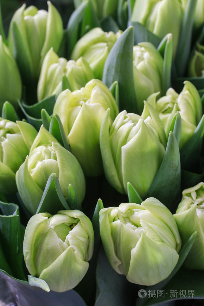 绿色郁金香背景