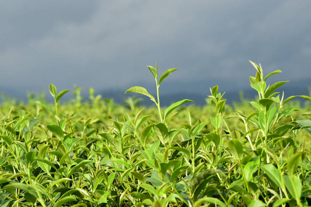 泰国北部的茶园景观