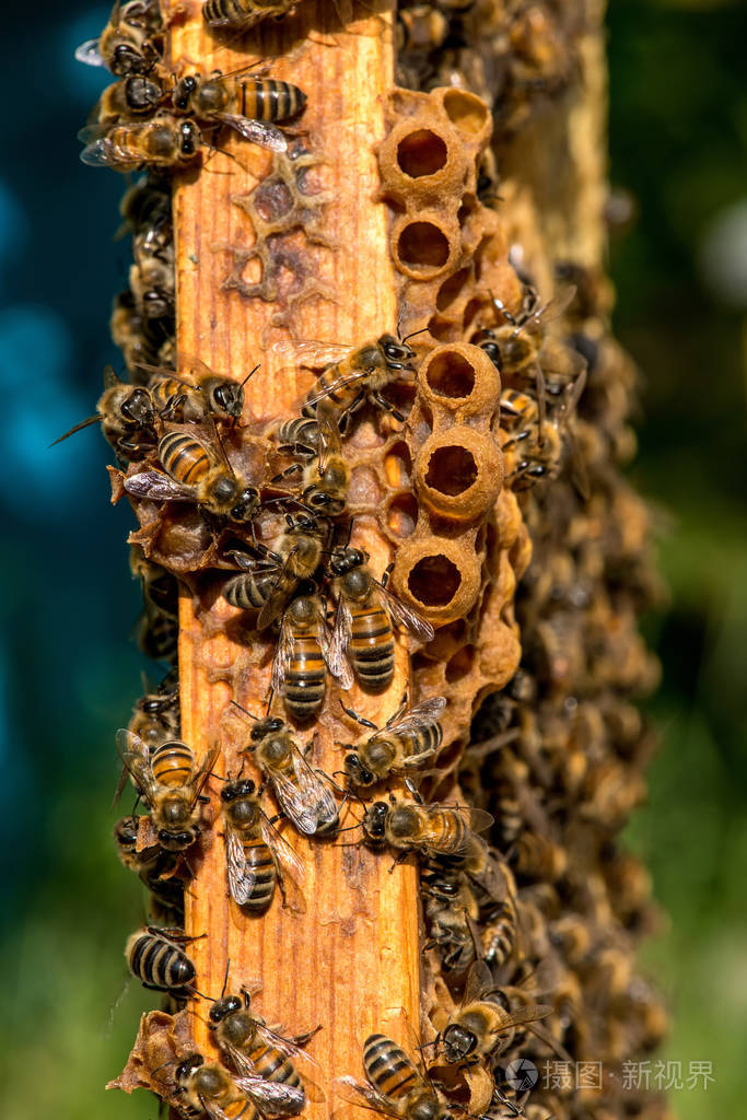蜜蜂在蜂房蜂窝的特写