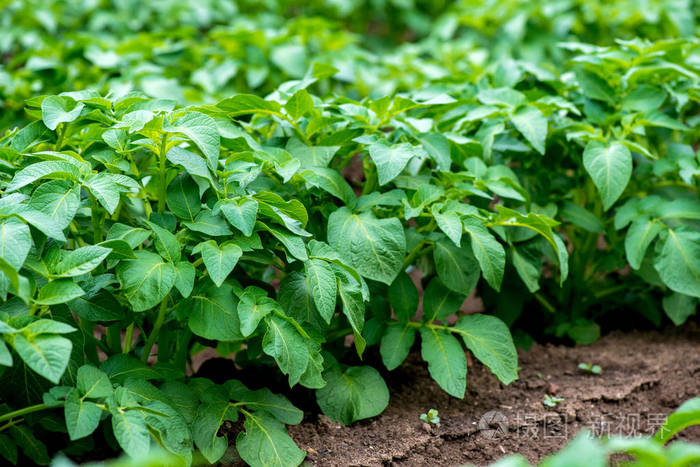 年轻的马铃薯幼苗在球场上的行