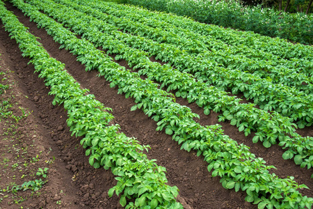 无休止的马铃薯行年轻的马铃薯幼苗在球场上的行照片