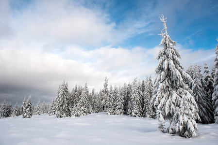 冬季全景与雪覆盖的树木