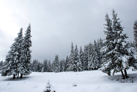 白雪覆盖的山上的冬天冷杉树