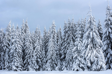 山上白雪覆盖的冬树