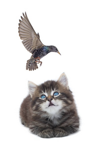 野生的家猫图片