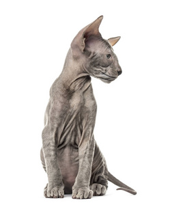 Peterbald 猫咪, 猫, 3 口老, 坐在白色的孤立