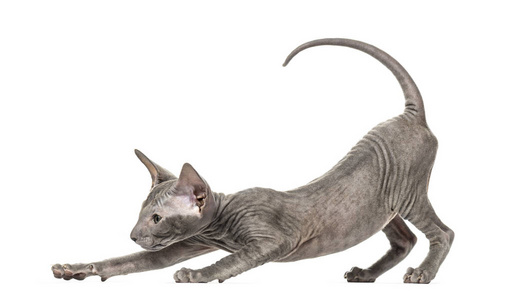 Peterbald 小猫伸展在一个滑稽的位置, 瑜伽猫, 3 谅解备忘录