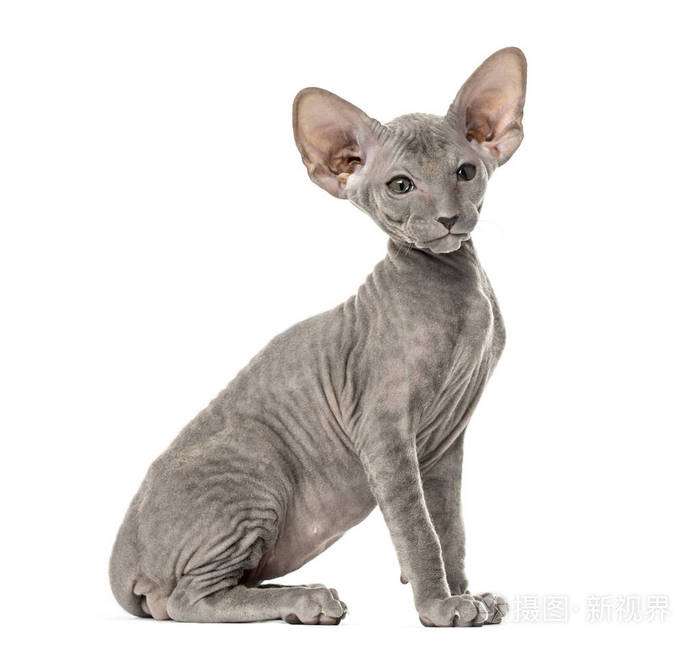 一个年轻的peterbald猫的侧面看坐在白色的孤立
