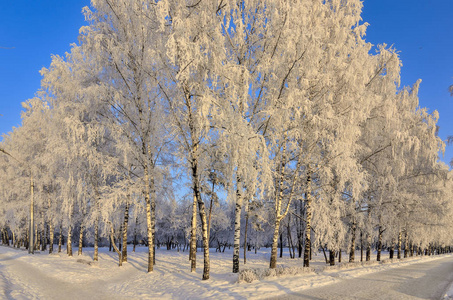 桦树霜冻覆盖在蓝天背景