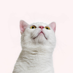 白色混合品种猫 2 岁, 粉红色背景
