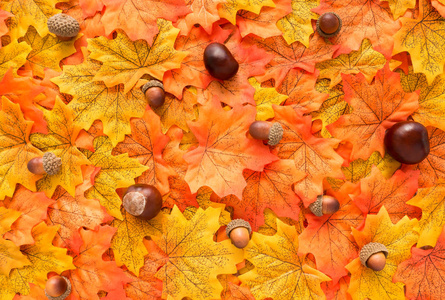 秋叶栗子和橡子