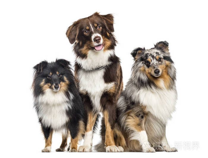 设得兰群岛牧羊犬和澳大利亚牧羊犬, 狗在一排, 白色