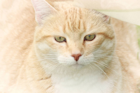 一个红头发的白猫的肖像