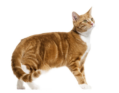猫站起来图片