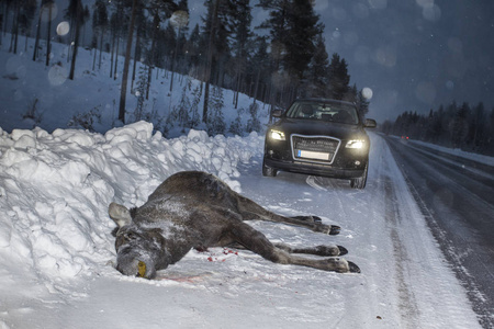 驼鹿汽车碰撞事故死亡照片