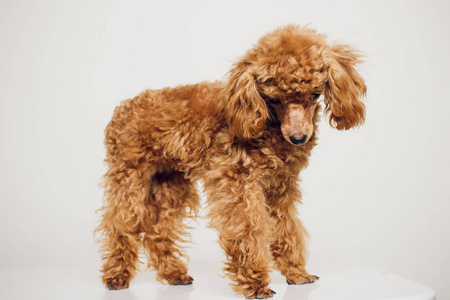 白色背景的金色棕色毛皮狮子狗这张棕色狮子狗穿着韩国风格的连衣裙