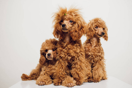 白色背景的金色棕色毛皮狮子狗照片