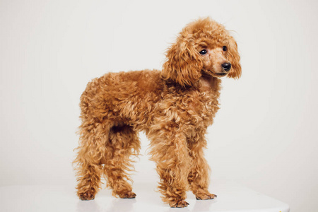 卷毛狮子狗图片