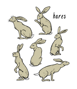 手工绘制的野兔