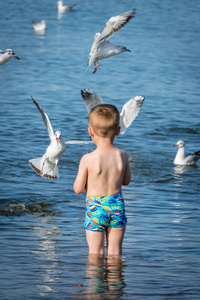 小高加索男孩喂海鸥图片