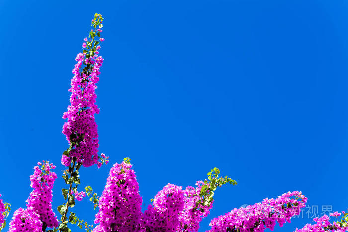 蓝蓝的天空背景上粉红色开花的树