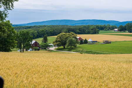 美国纽约州宾夕法尼亚州农村地区夏季的农田照片
