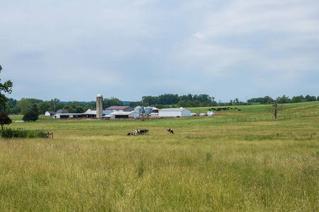 美国纽约州宾夕法尼亚州农村地区夏季的农田