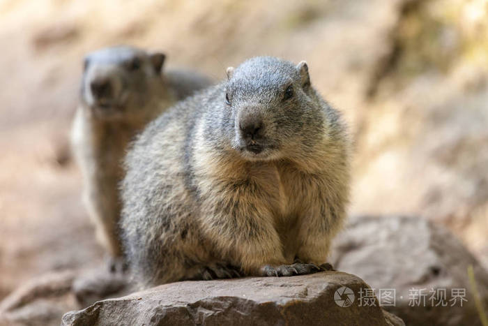 图片作者huettenhoelscher新媒体授权标准授权扩展授权如何选择jpg大