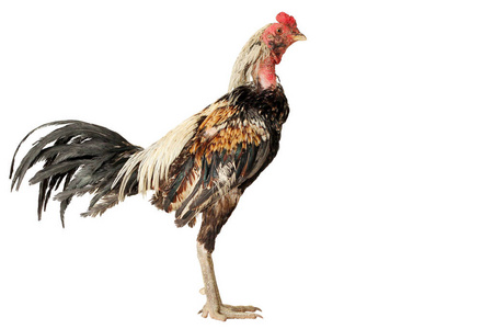 白色,工作室射击上孤立的棕色母鸡照片