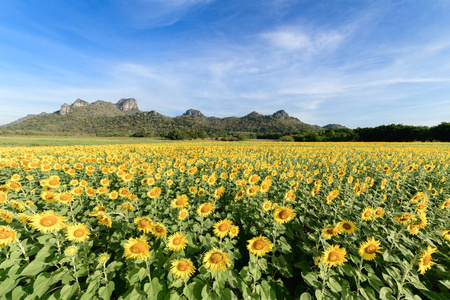 美丽的向日葵田野与山背景