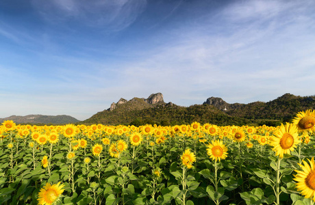 美丽的向日葵田野与山背景