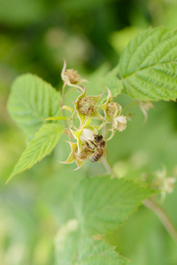 一只蜜蜂从覆盆子花中采集花粉