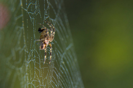 网络花园中的十字蜘蛛有用昆虫