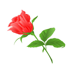 玫瑰花蕾粉红色玫瑰小枝，叶在白色背景，复古矢量插图可编辑手绘