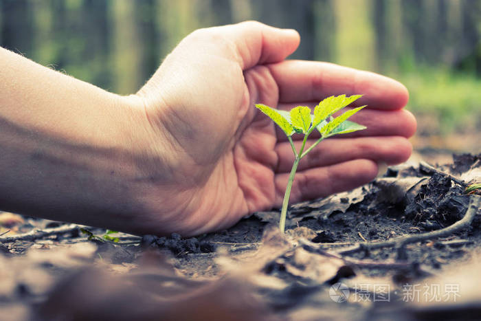 手保护新叶