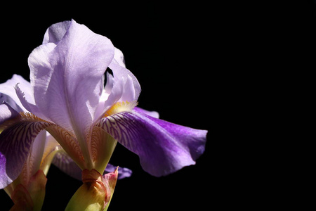 虹膜花, 美丽的春花