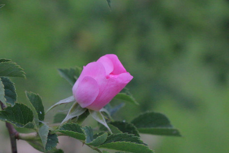 五具花瓣深粉红狗玫瑰花