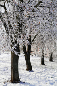 与雪树