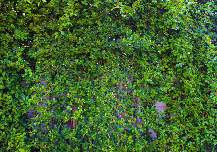 户外美丽的绿色丛林墙在泰国