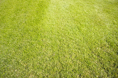 贝莱克球场田野上的青草